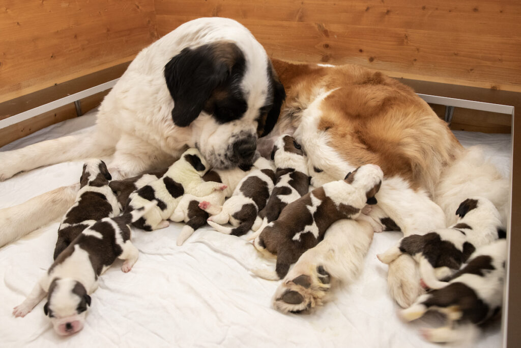 I cuccioli di San Bernardo nati alla Fondation Barry