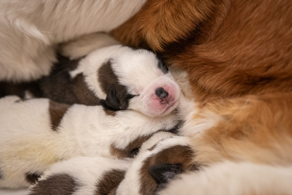 I cuccioli di San Bernardo nati alla Fondation Barry