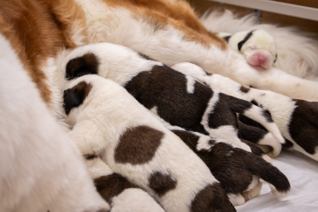 I cuccioli di San Bernardo nati alla Fondation Barry