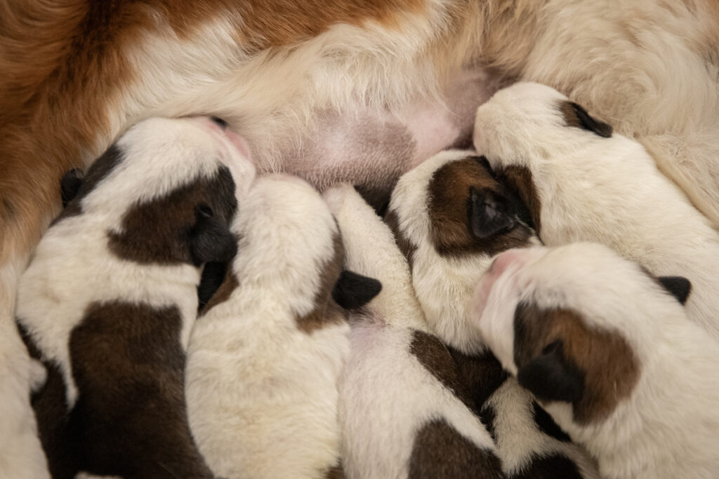 I cuccioli di San Bernardo nati alla Fondation Barry