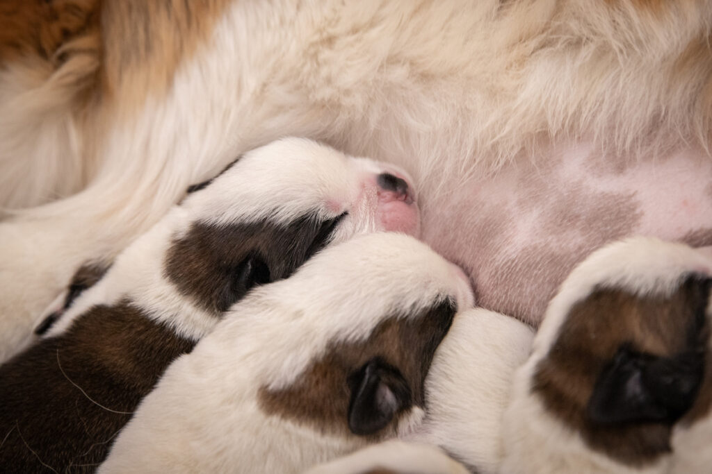 I cuccioli di San Bernardo nati alla Fondation Barry