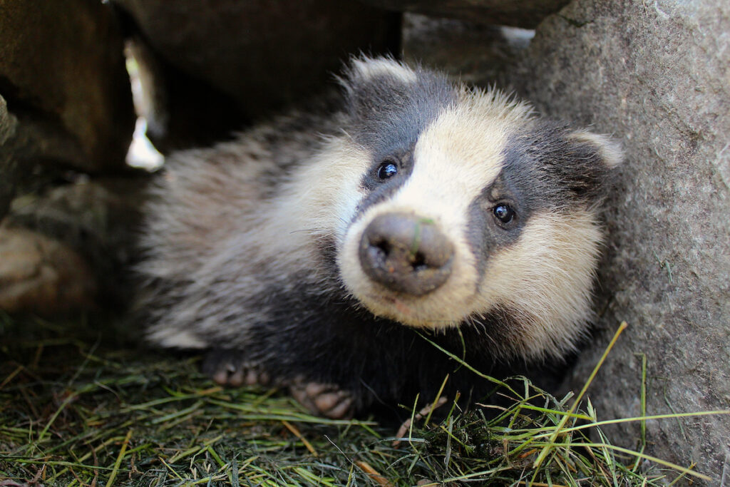 Tasso al Parc Animalier d