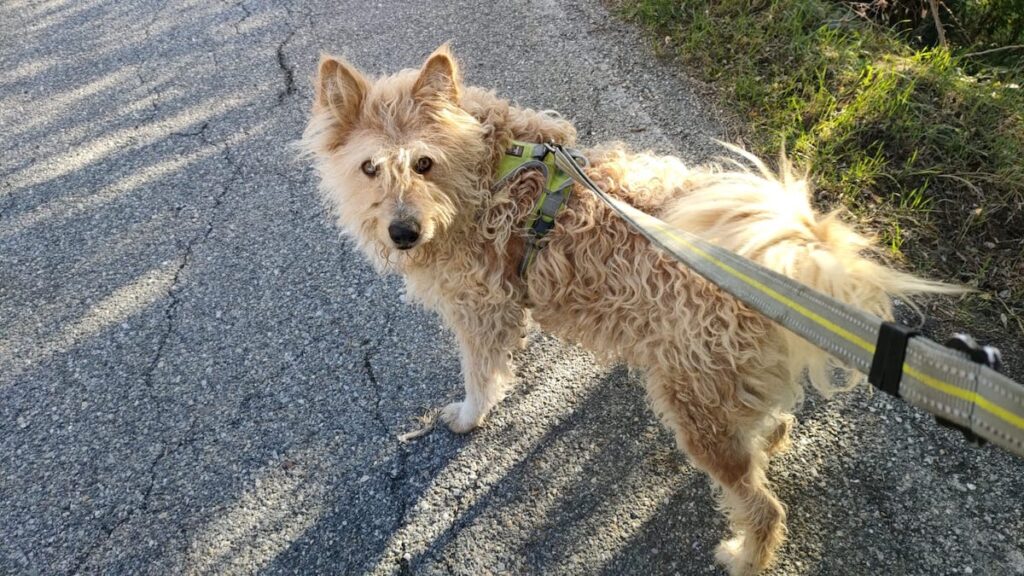 “Shit storm” social sulle condizioni di un cane in Valle: un processo a Varese