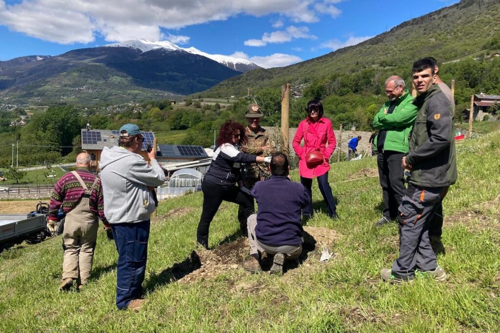 Uno degli ulivi piantati a Quart, vicino alla Fondazione Ollignan