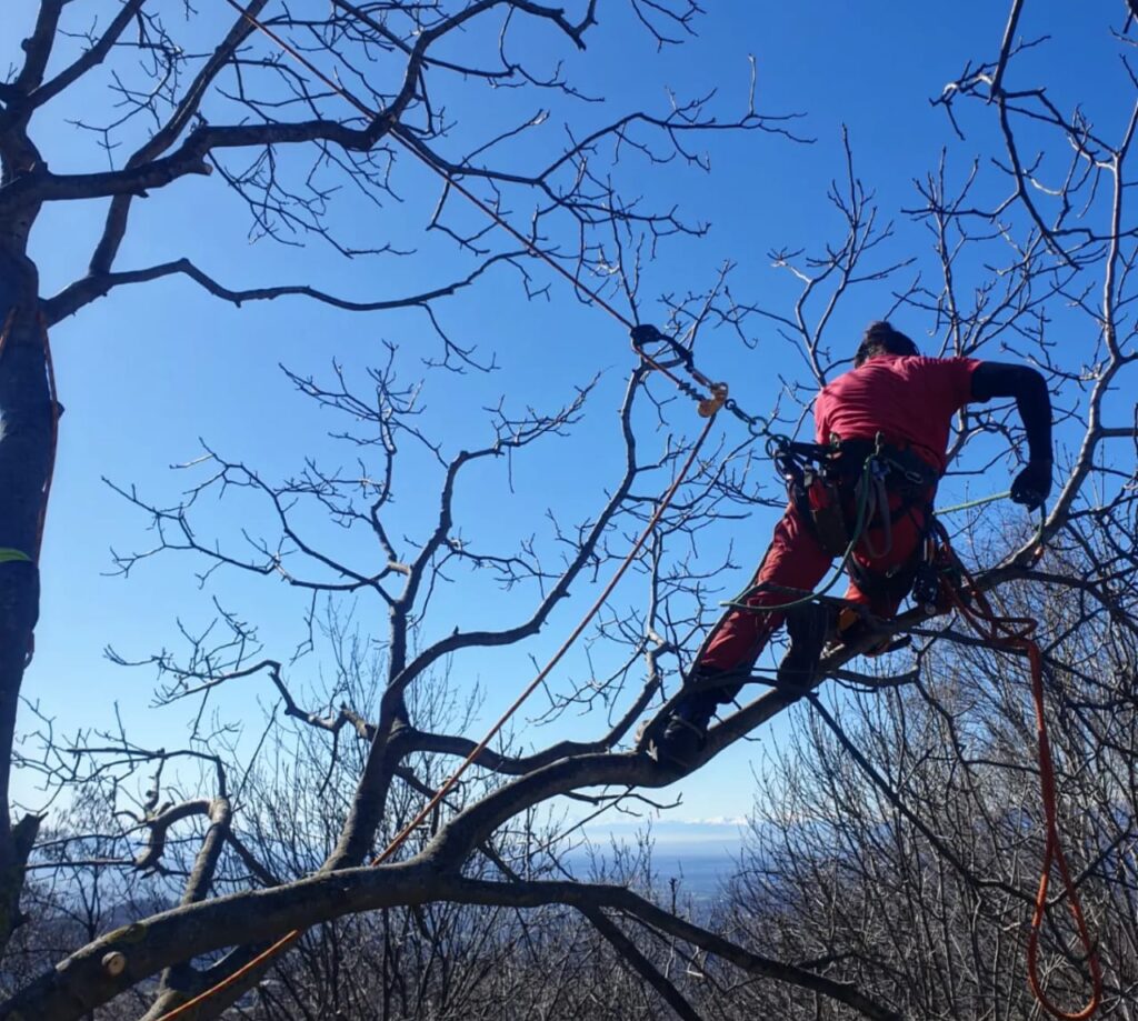 “Il Giardiniere”, da più di quarant’anni il leader nella cura degli spazi verdi e nel Tree Climbing