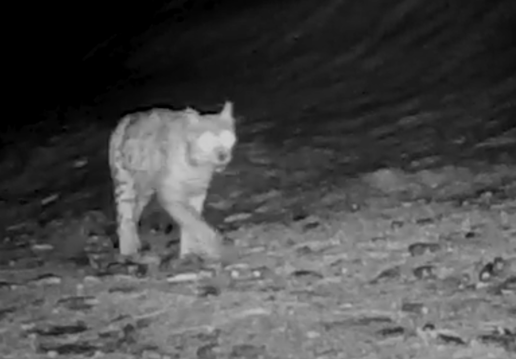 Lince nel Parco nazionale del Gran Paradiso