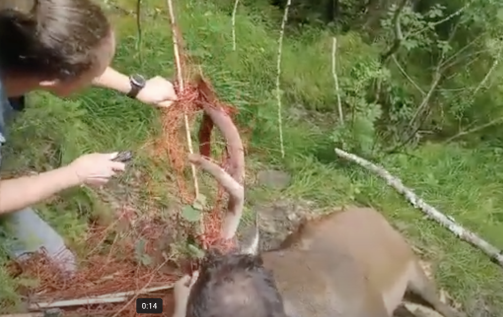 Cervo rimasto impigliato in una rete, salvato dai forestali