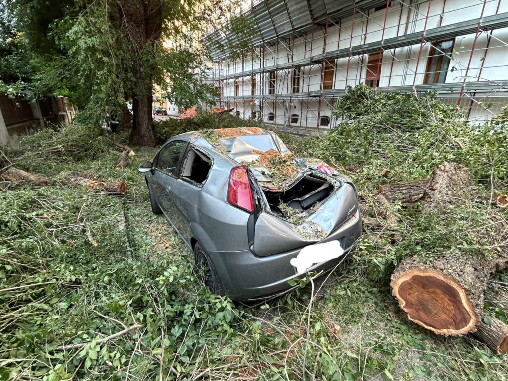 crollo alberi in via Pollio Salimbeni