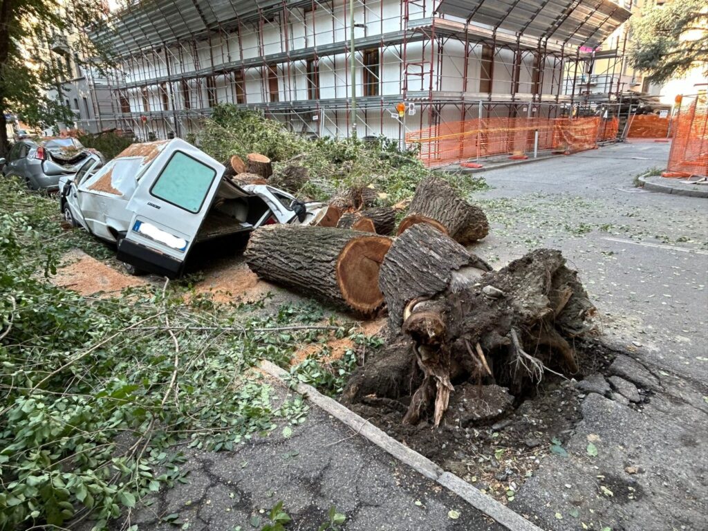 crollo alberi in via Pollio Salimbeni