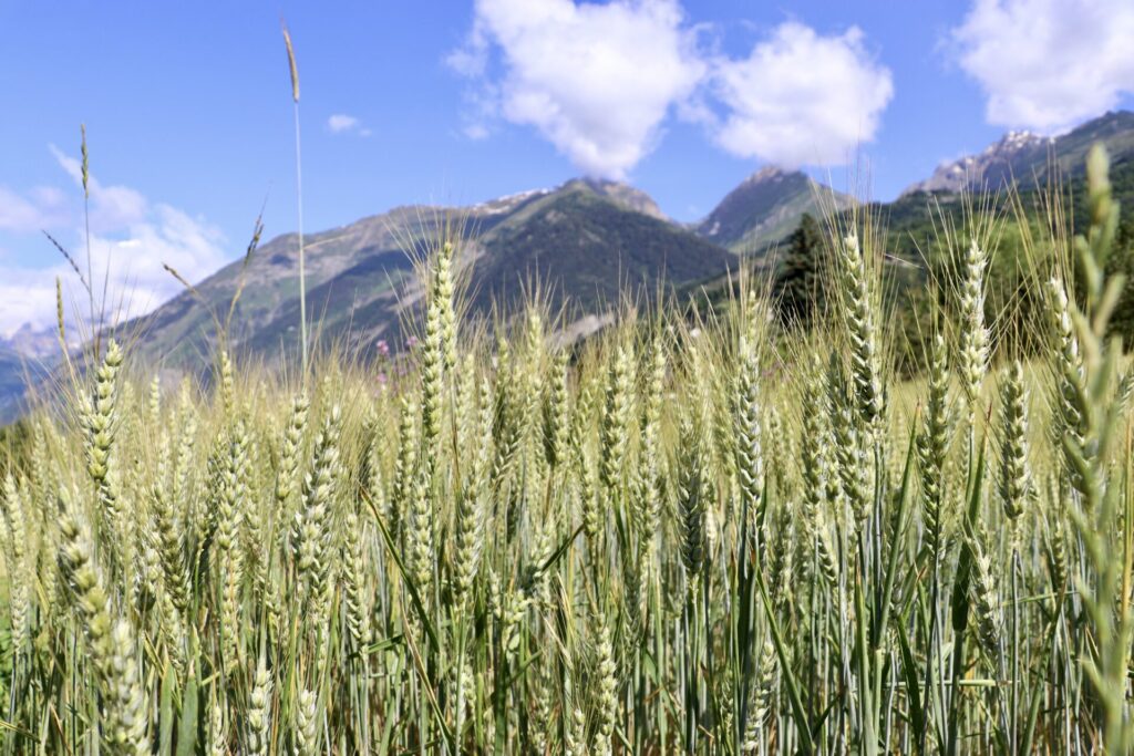 La coltivazione di cereali in Valle d’Aosta