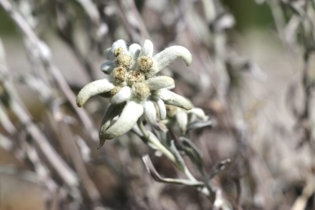 La coltivazione di erbe officinali e piante aromatiche in Valle d’Aosta