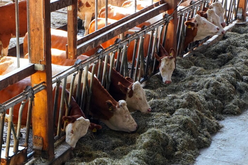Mucche - mucca - stalla - bovini - bovine
