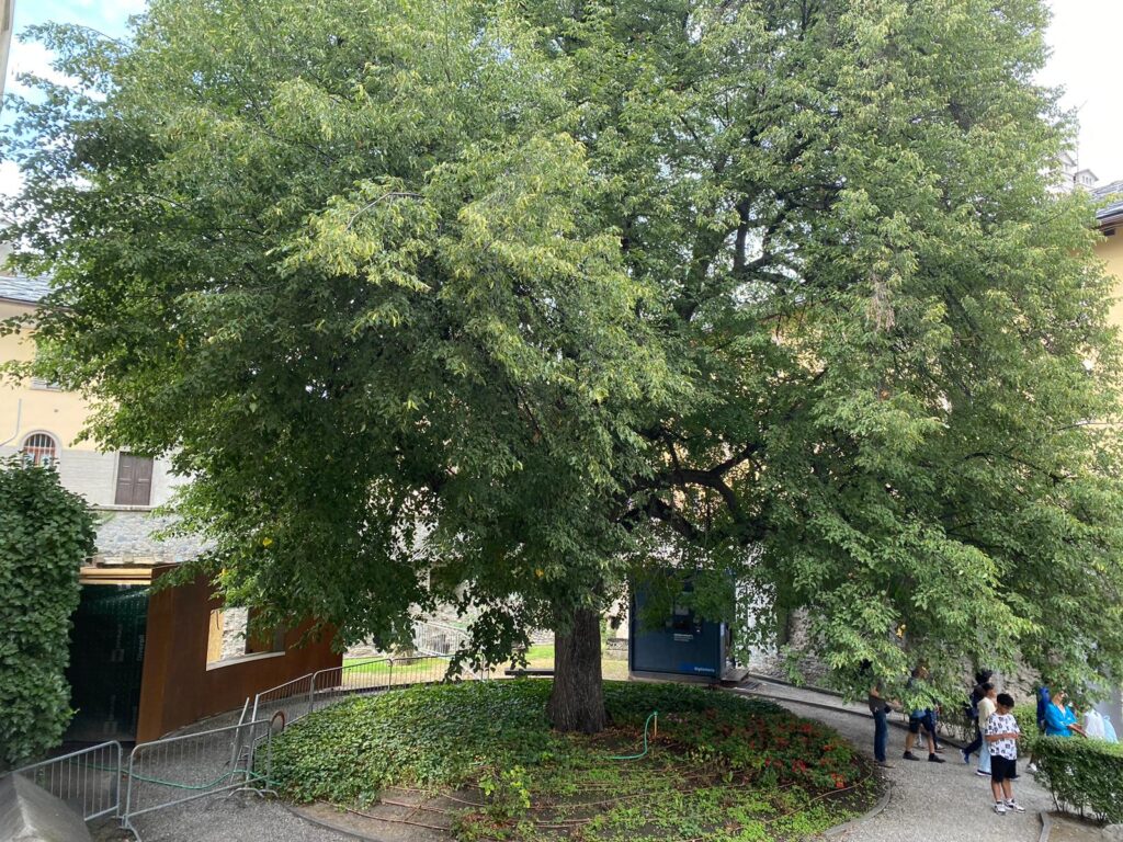 La Valle d’Aosta ha undici nuovi alberi monumentali