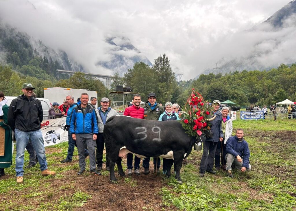 Queen di Fulvio Borbey, regina nel primo peso: l’allevatore di Pollein ha qualificato per la Regionale ben quattro bovine