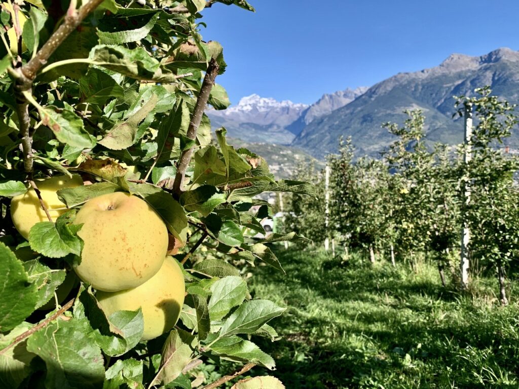 La coltivazione di mele in Valle d’Aosta