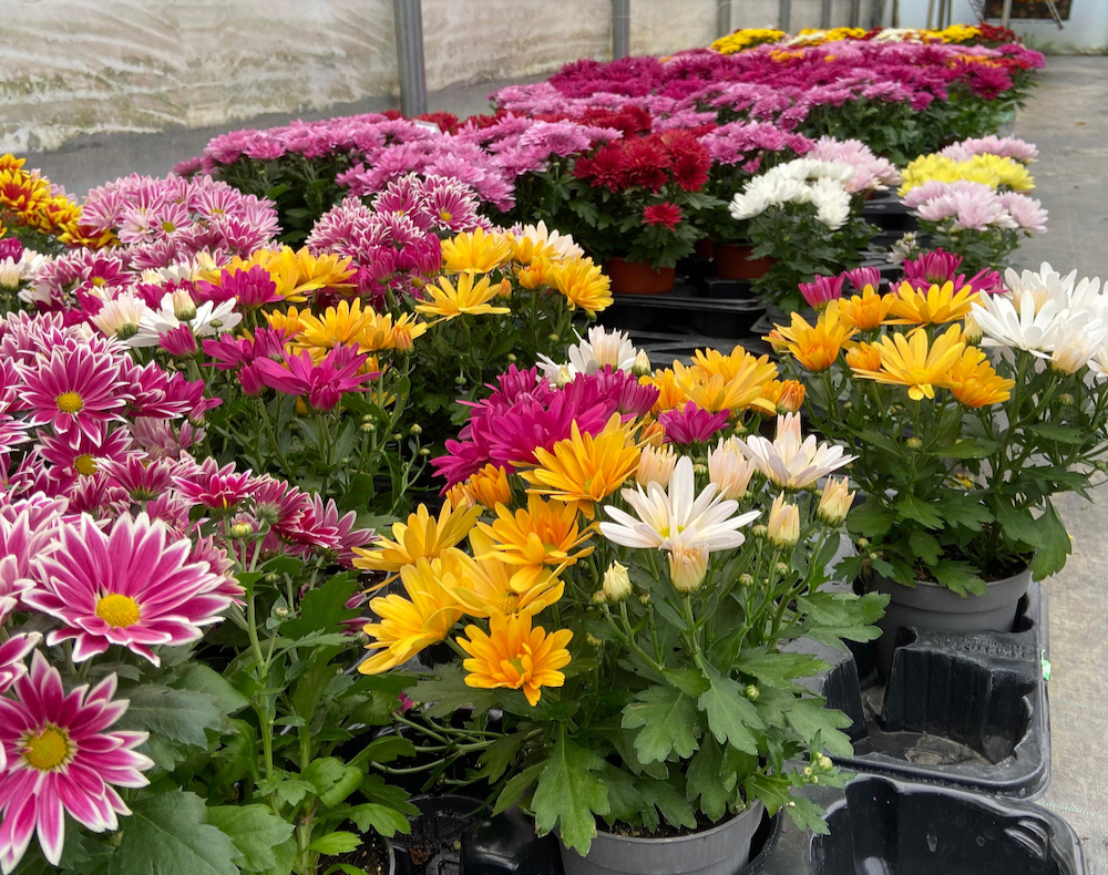 Au Potager de Grand-mère, al vivaio tanti fiori e composizioni per ricordare i propri cari