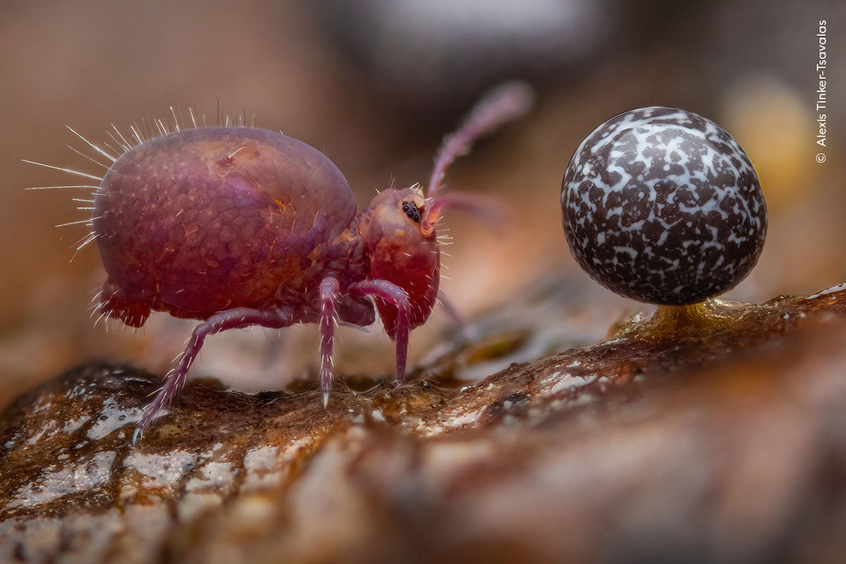 Alexis Tinker-Tsavalas - Wildlife Photographer of the Year