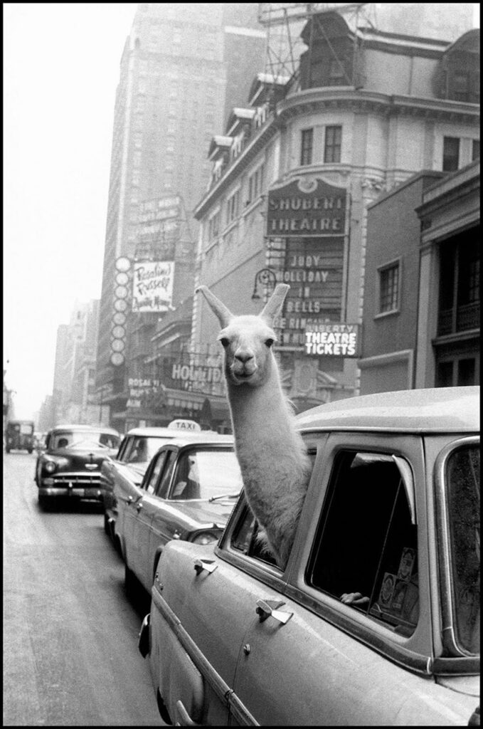 Inge Morath - Lama