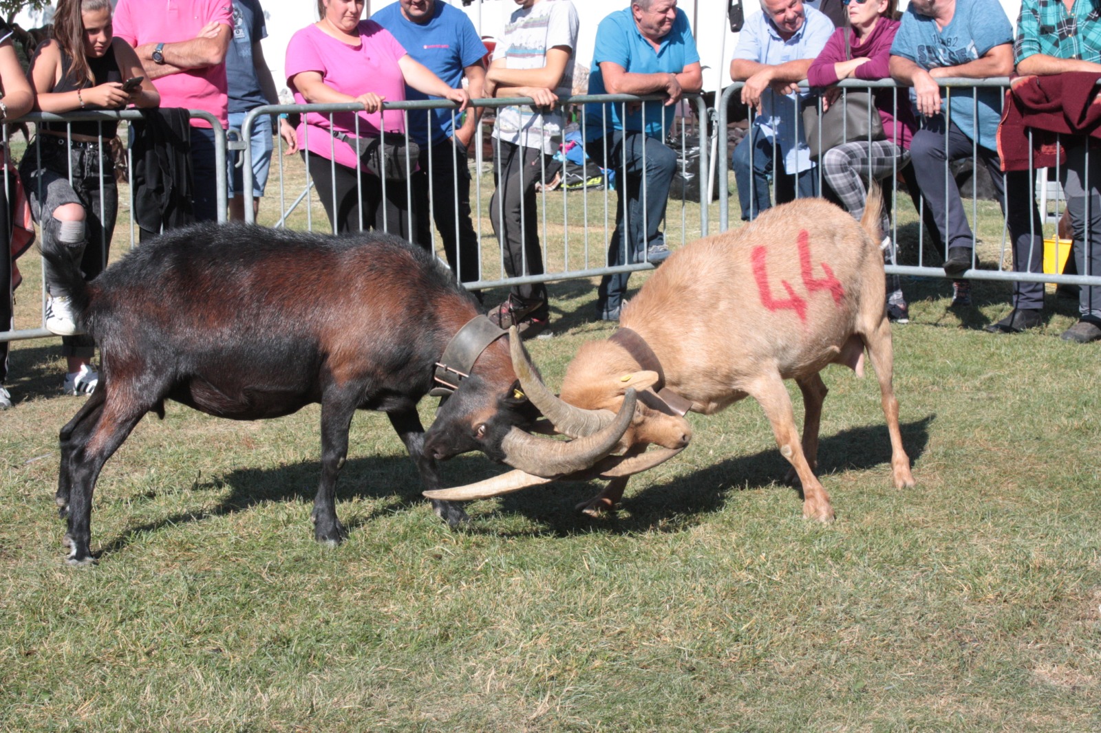 Batailles des Chèvres