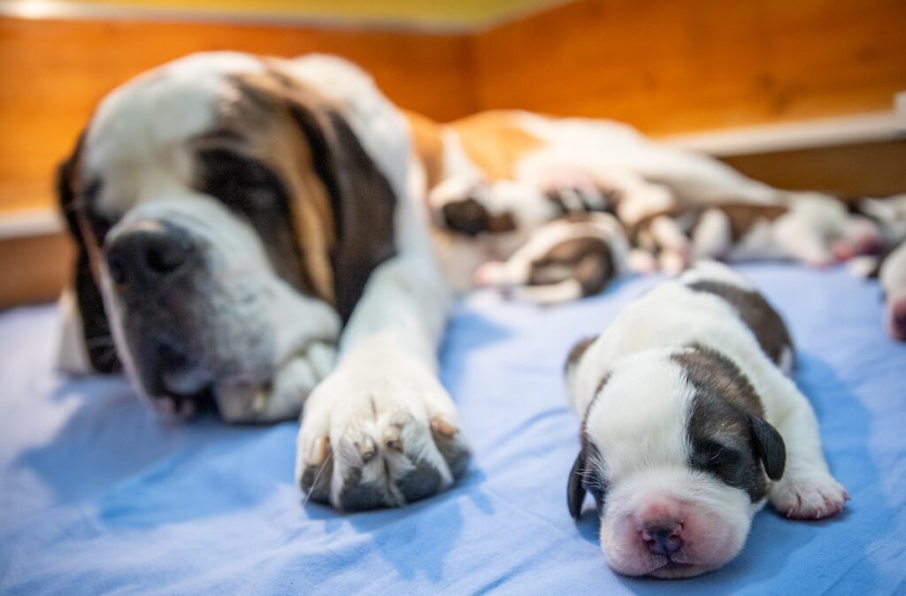 Alla Fondation Barry sette nuovi cuccioli di San Bernardo