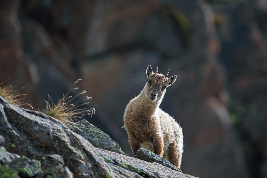 “Ibex”, al Principato di Monaco una mostra fotografica sulla Valle d’Aosta e lo stambecco