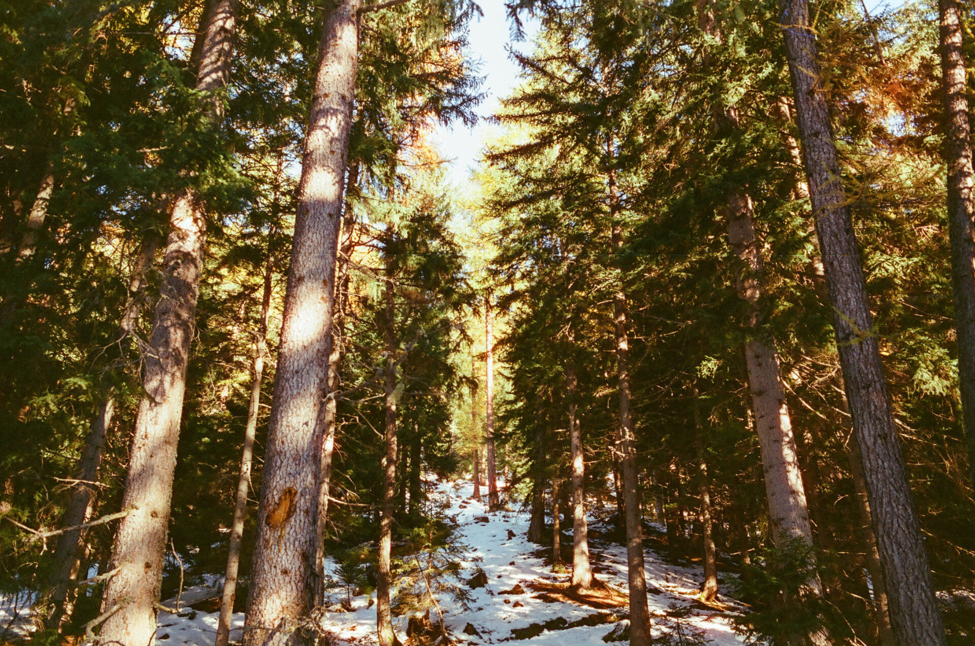 val ferret @luca maledet