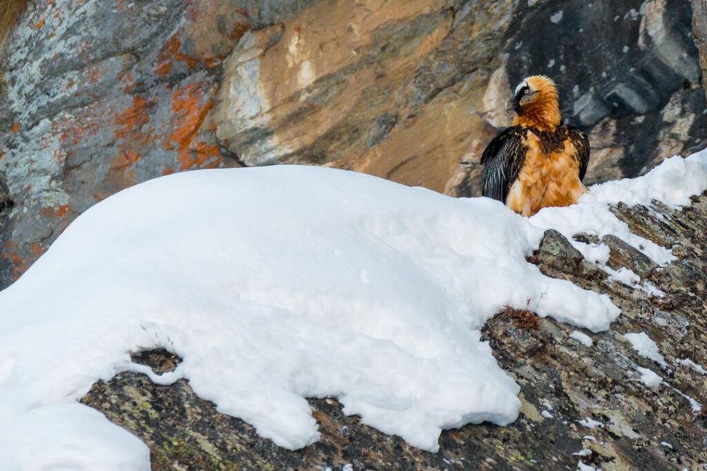 Nella Valle di Cogne è stata istituita una zona di protezione per la nidificazione del gipeto