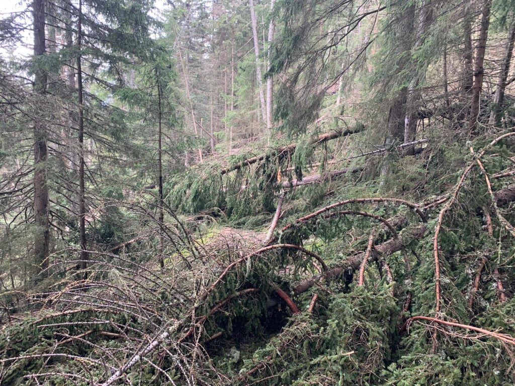 Alberti caduti percorso runthroughtrails pila