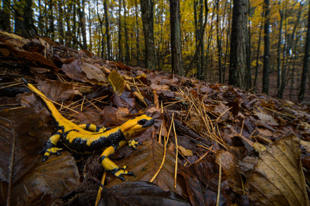 Salamandra salamandra, Aveto Regional Park, Italy