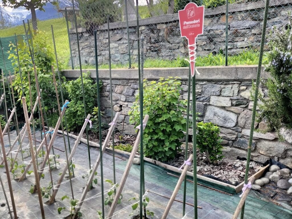 I pomodori dell'oratorio