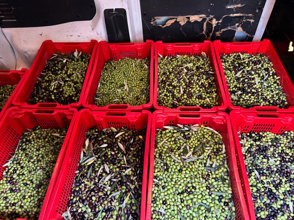 Le olive dell