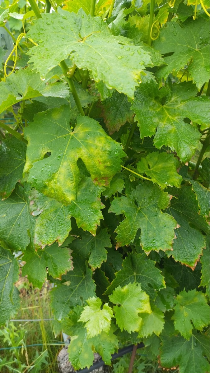 Peronospora sulle foglie
