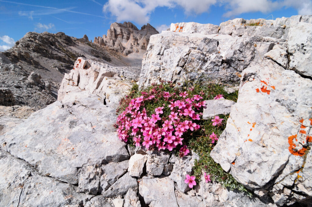 Potentilla nitida sulle Dolomiti