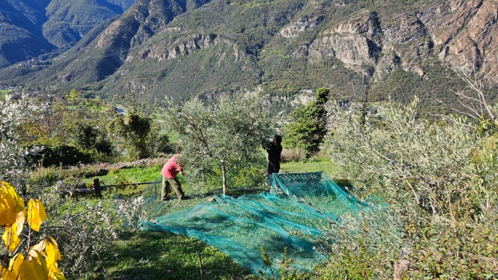 Raccolta delle olive Les Cents Oliviers di Rudy Perronet