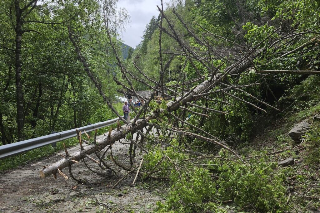 La pianta caduta all’altezza del bivio di Baise-Pierre, ad Arvier