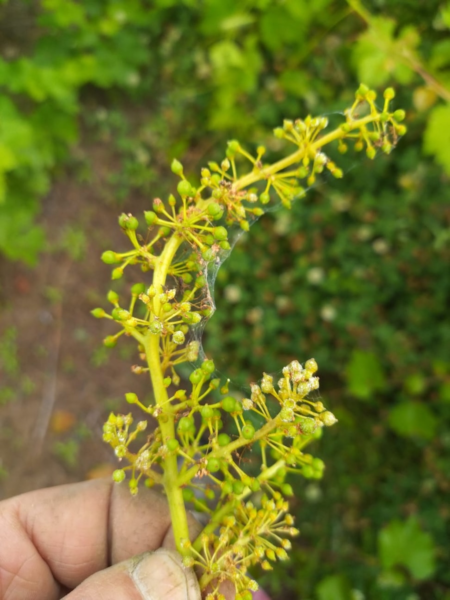 peronospora deforma il grappolo nella tipica forma uncinata