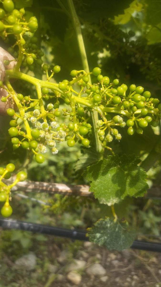 peronospora sul grappolo