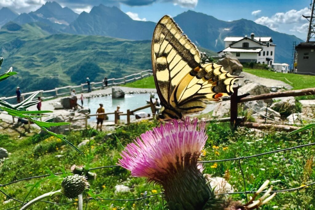 Il Giardino Botanico Saussurea