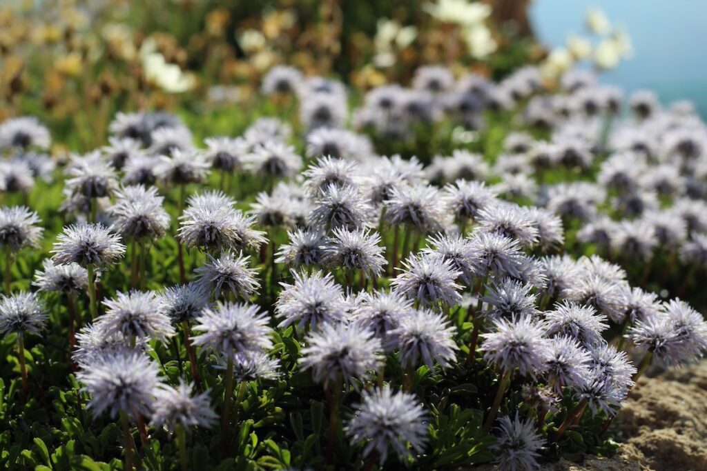 Il Giardino Botanico Saussurea