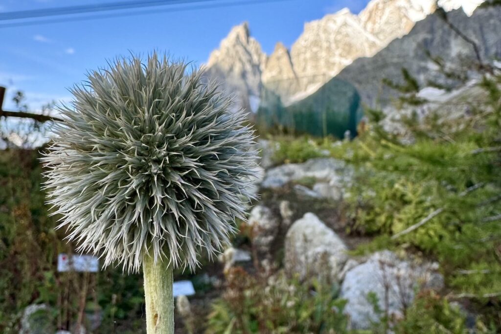 Il Giardino Botanico Saussurea