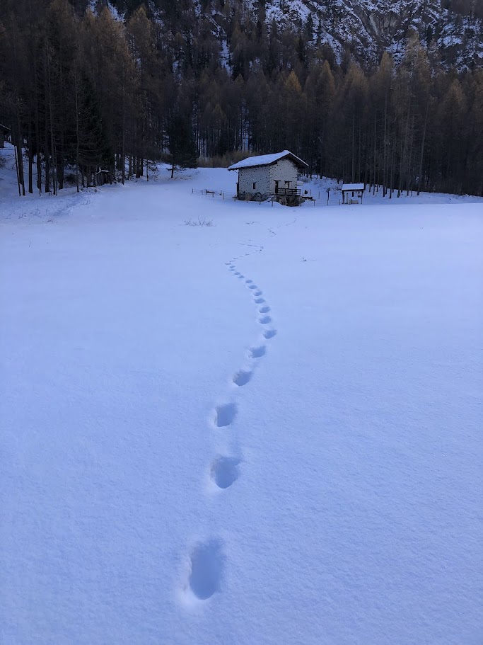 Transetti Impronte