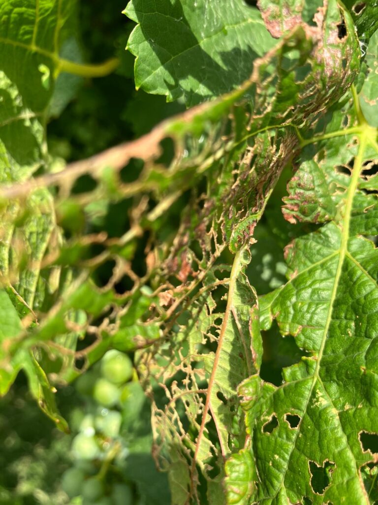 Foglie della vite mangiate dallo scarabeo giapponese