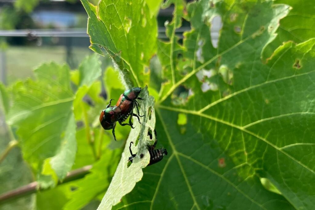 Lo scarabeo giapponese nelle vigne di Donnas