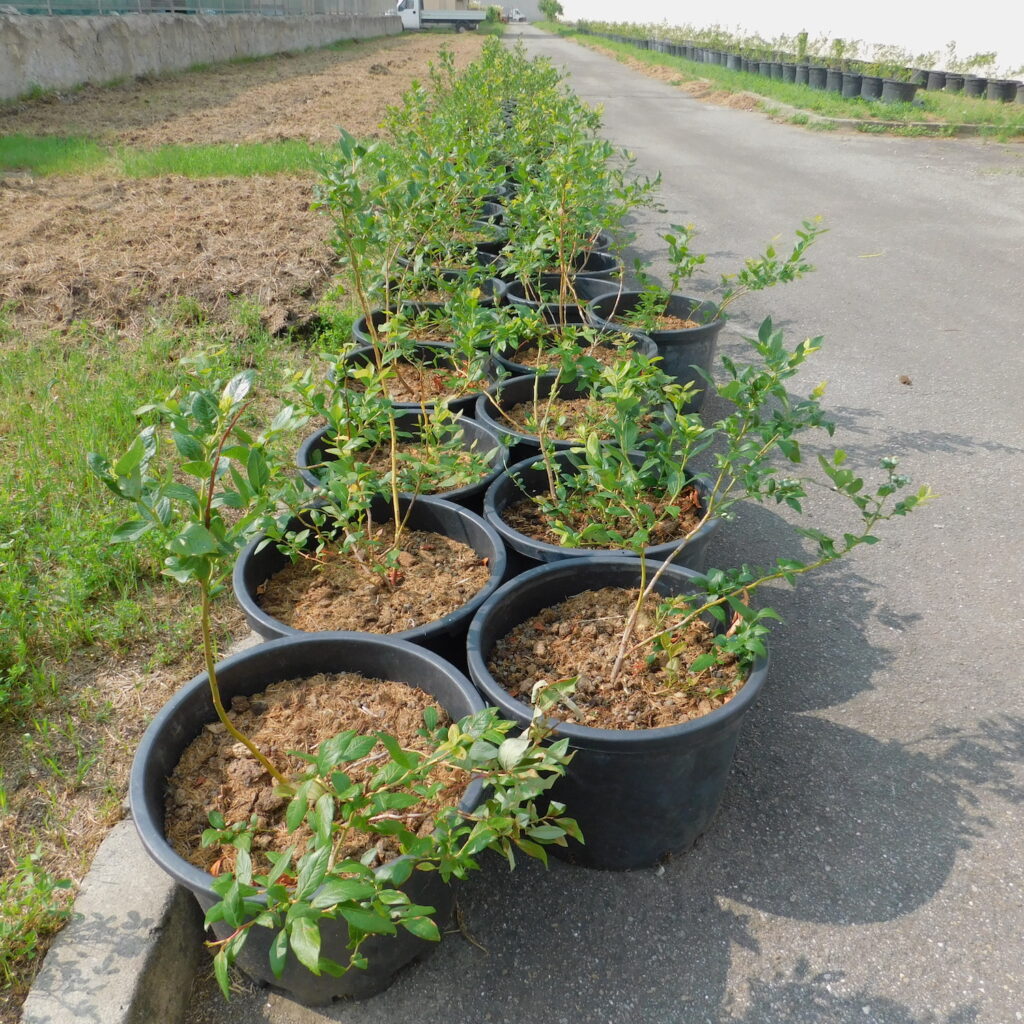 Piccoli frutti Tandem