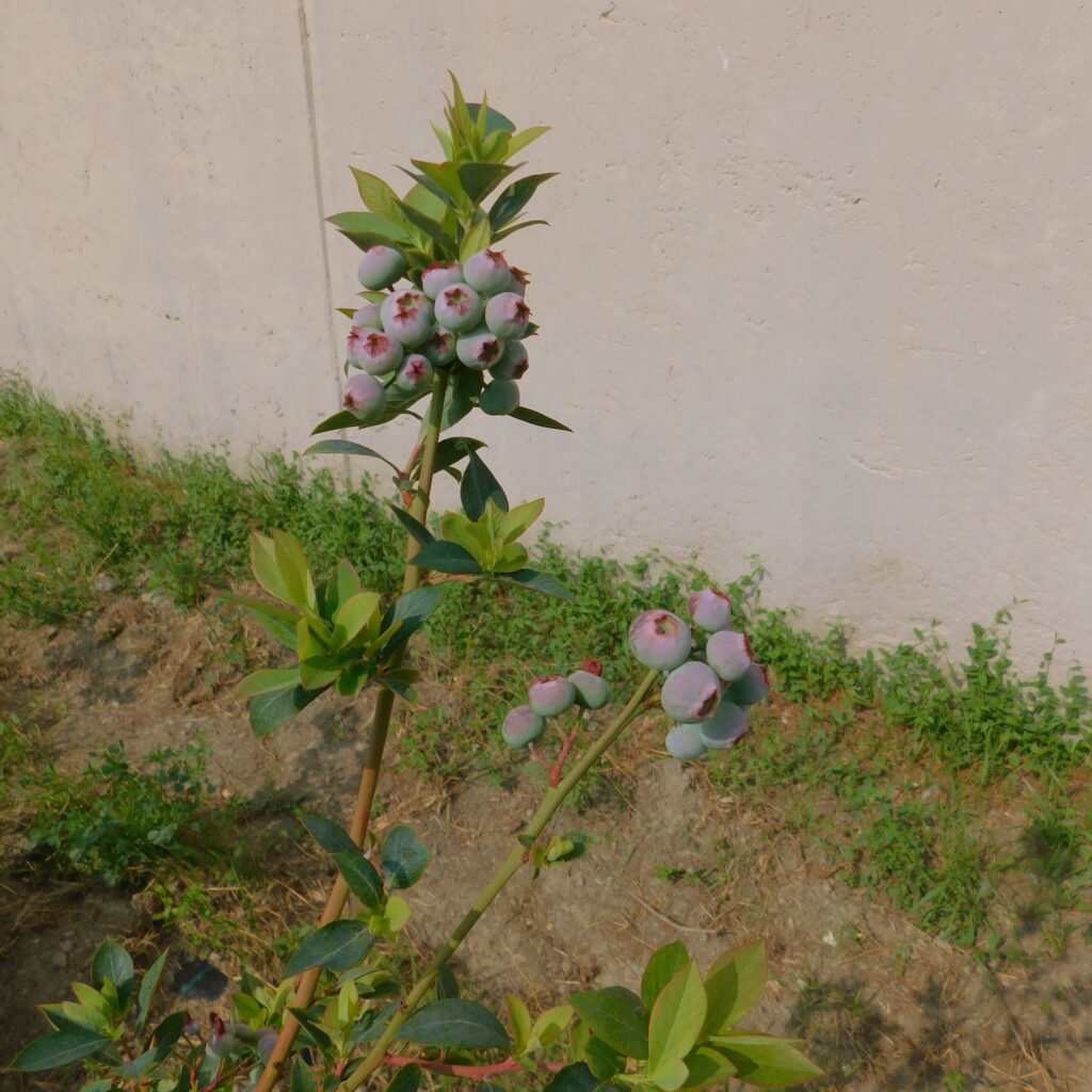Piccoli frutti Tandem