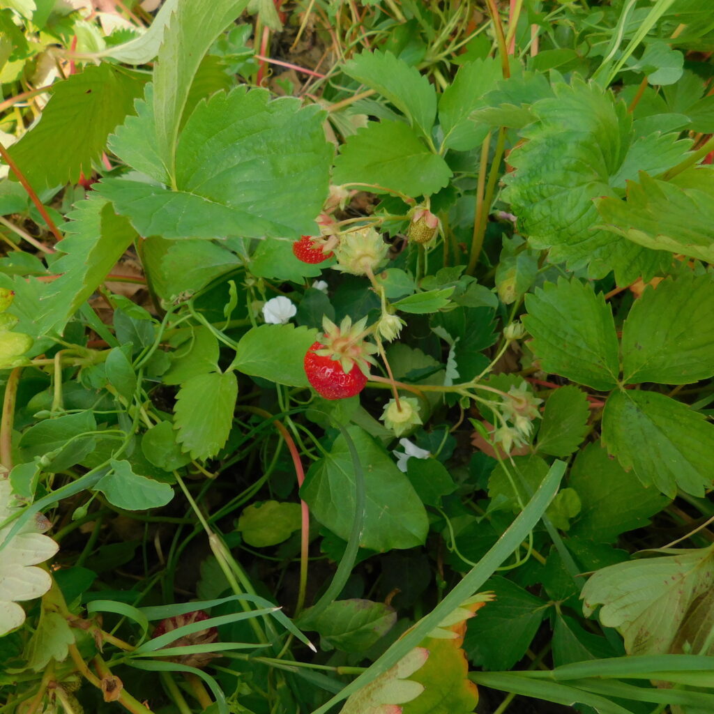 Piccoli frutti Tandem