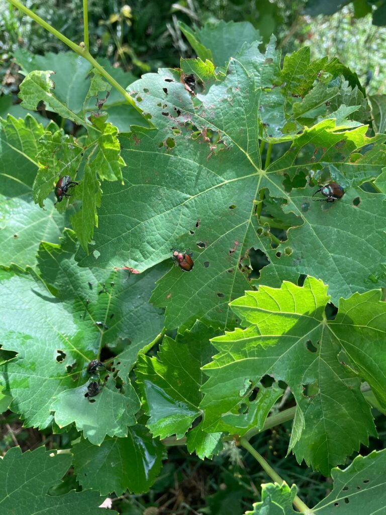 Scarabeo giapponese sulle foglie della vite