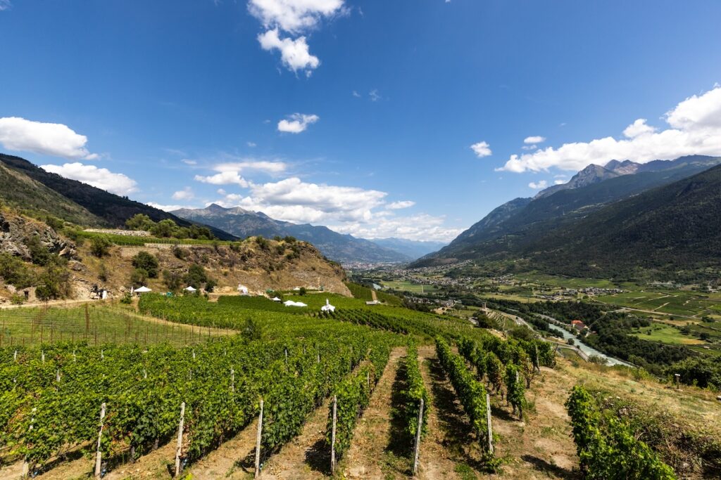 ViniinVigne alta evigarbolinophotographer