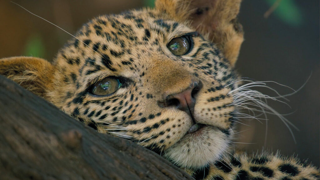 mashatu Lands of Leopards Gran Paradiso Film Festival