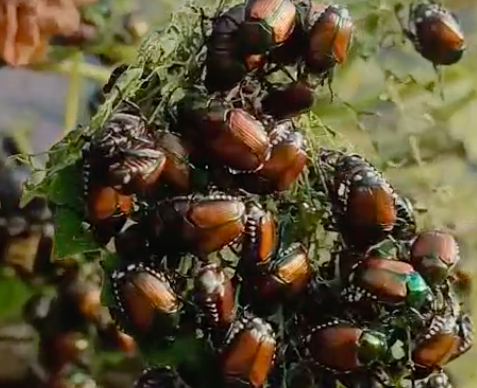 scarabeo giapponese